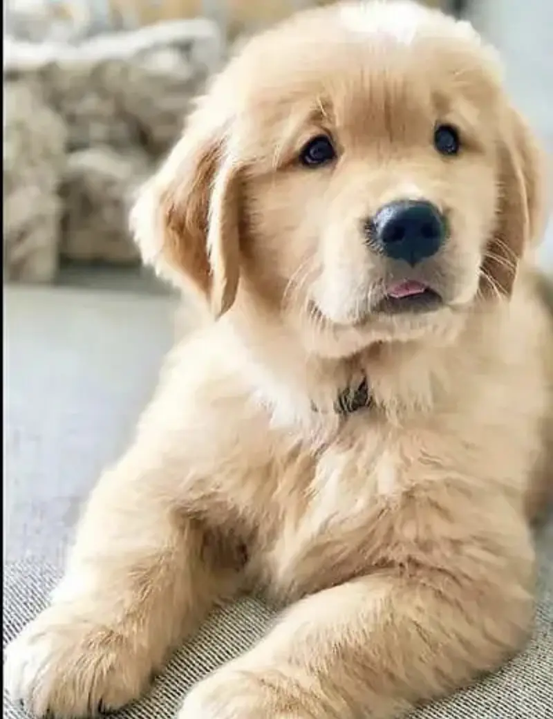 Golden retriever puppies 0313*9363417