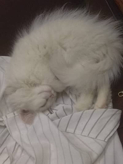 White female Persian  Age 3.5 months
