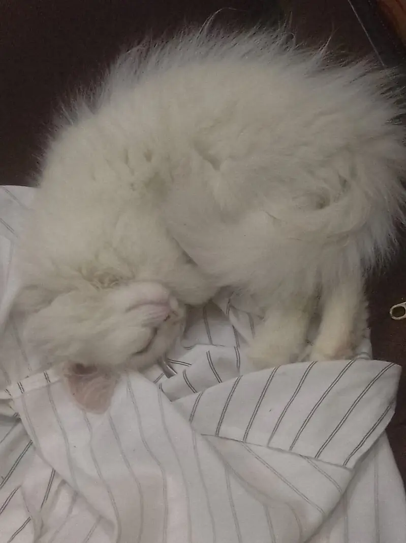 White female Persian  Age 3.5 months