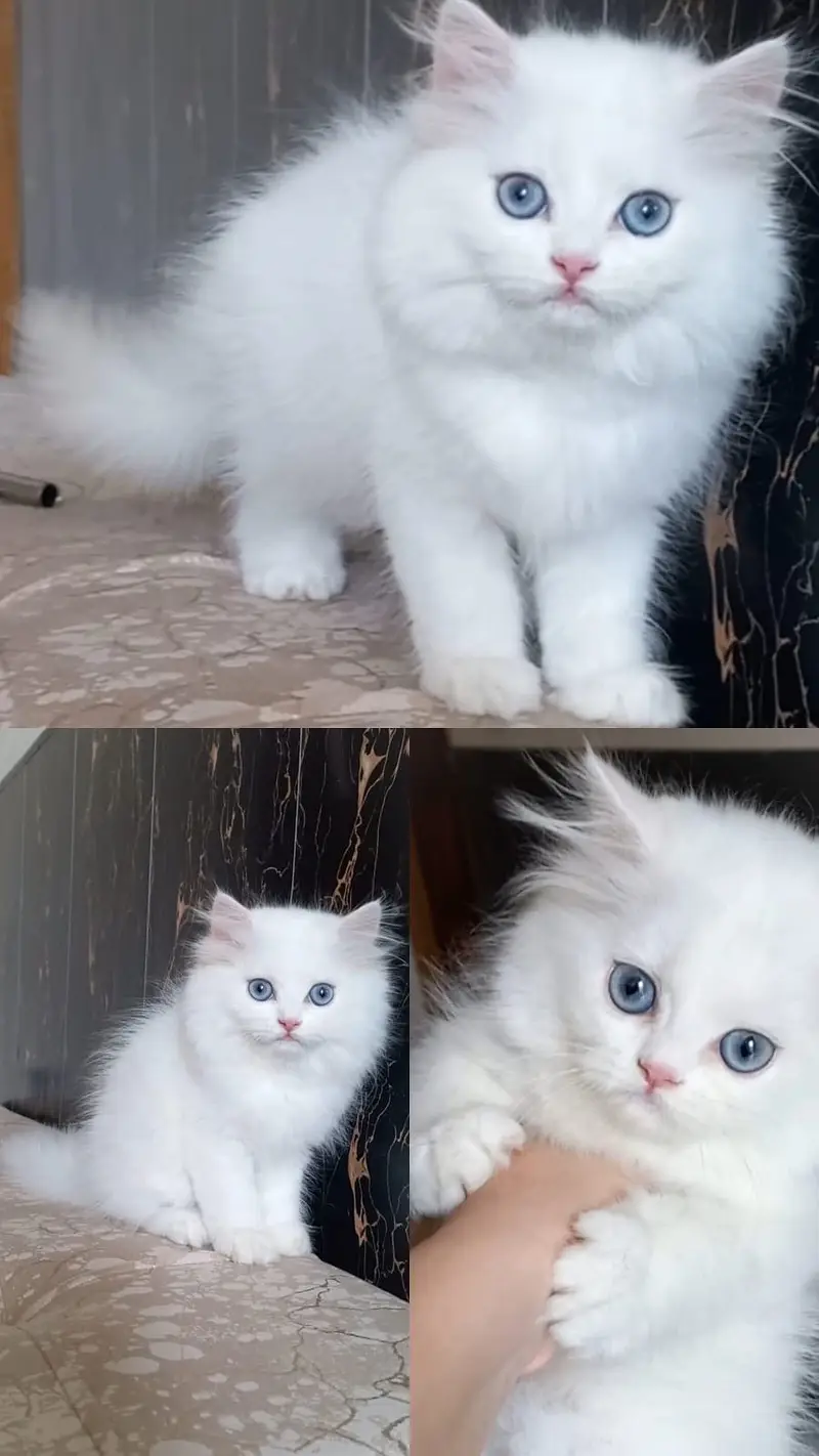 White female Persian  Age 3.5 months — photo 2