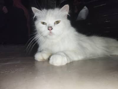 Persian Cat with two kittens Home delivery Available