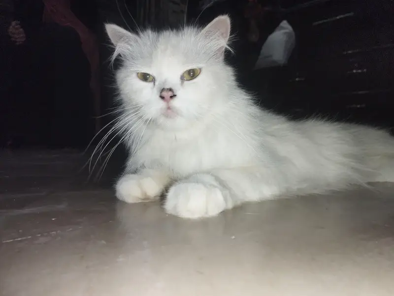 Persian Cat with two kittens Home delivery Available