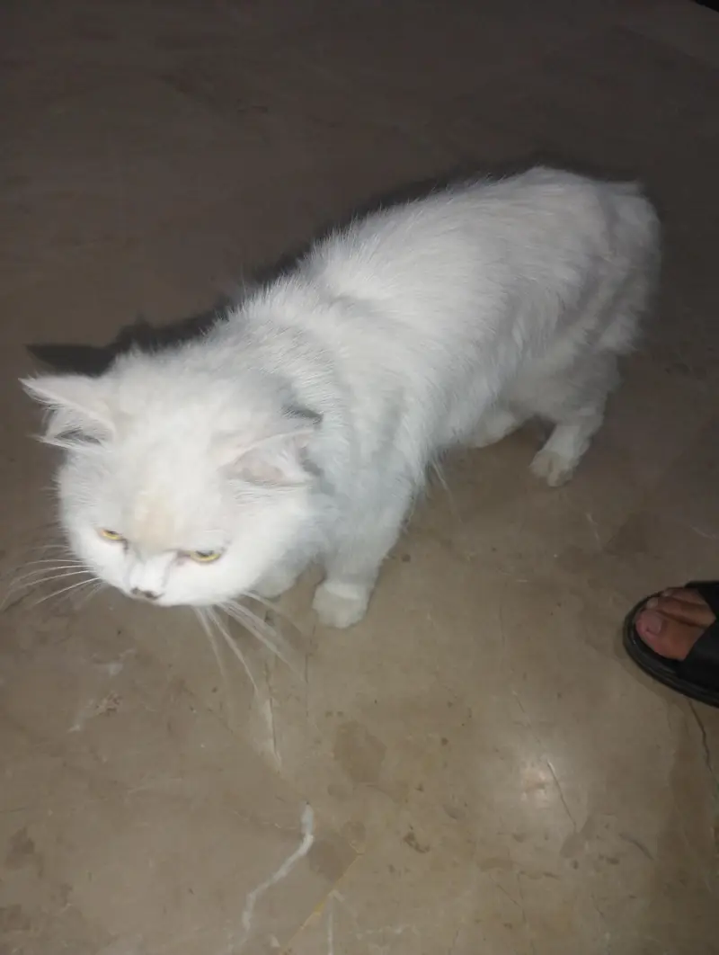 Persian Cat with two kittens Home delivery Available — photo 2