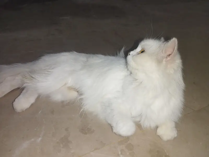 Persian Cat with two kittens Home delivery Available — photo 3