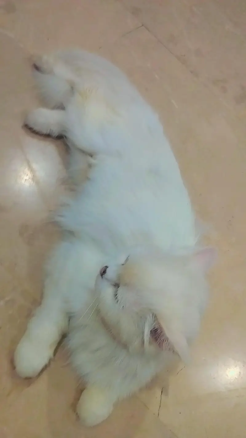 Persian Cat with two kittens Home delivery Available — photo 4