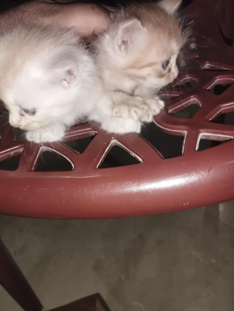 Persian Cat with two kittens Home delivery Available — photo 5