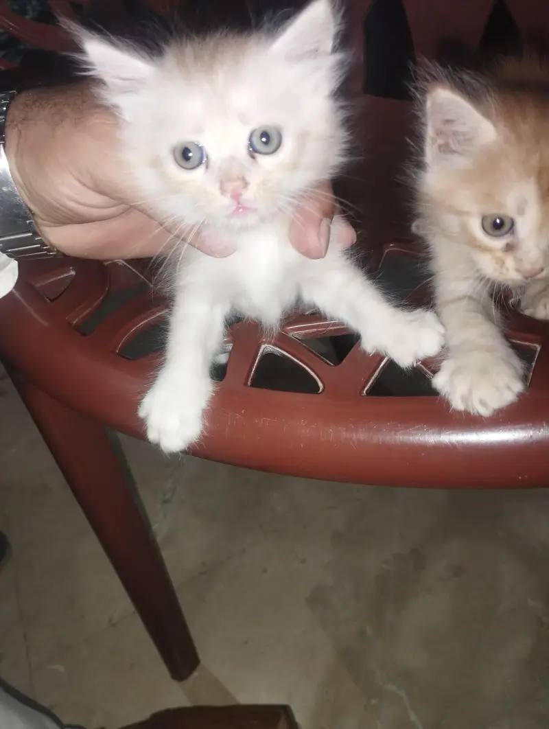 Persian Cat with two kittens Home delivery Available — photo 6