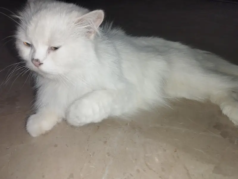 Persian Cat with two kittens Home delivery Available — photo 7
