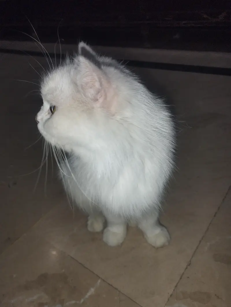 Persian Cat with two kittens Home delivery Available — photo 8