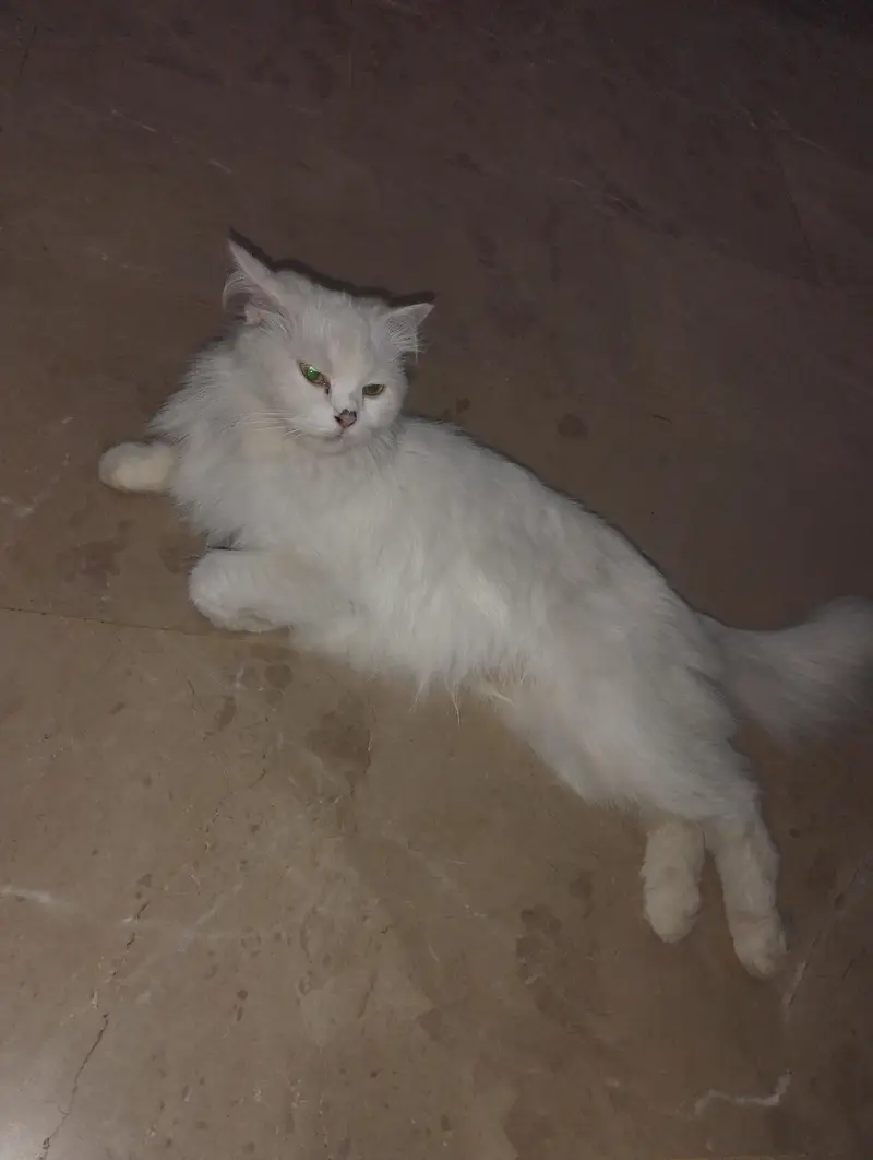 Persian Cat with two kittens Home delivery Available — photo 9