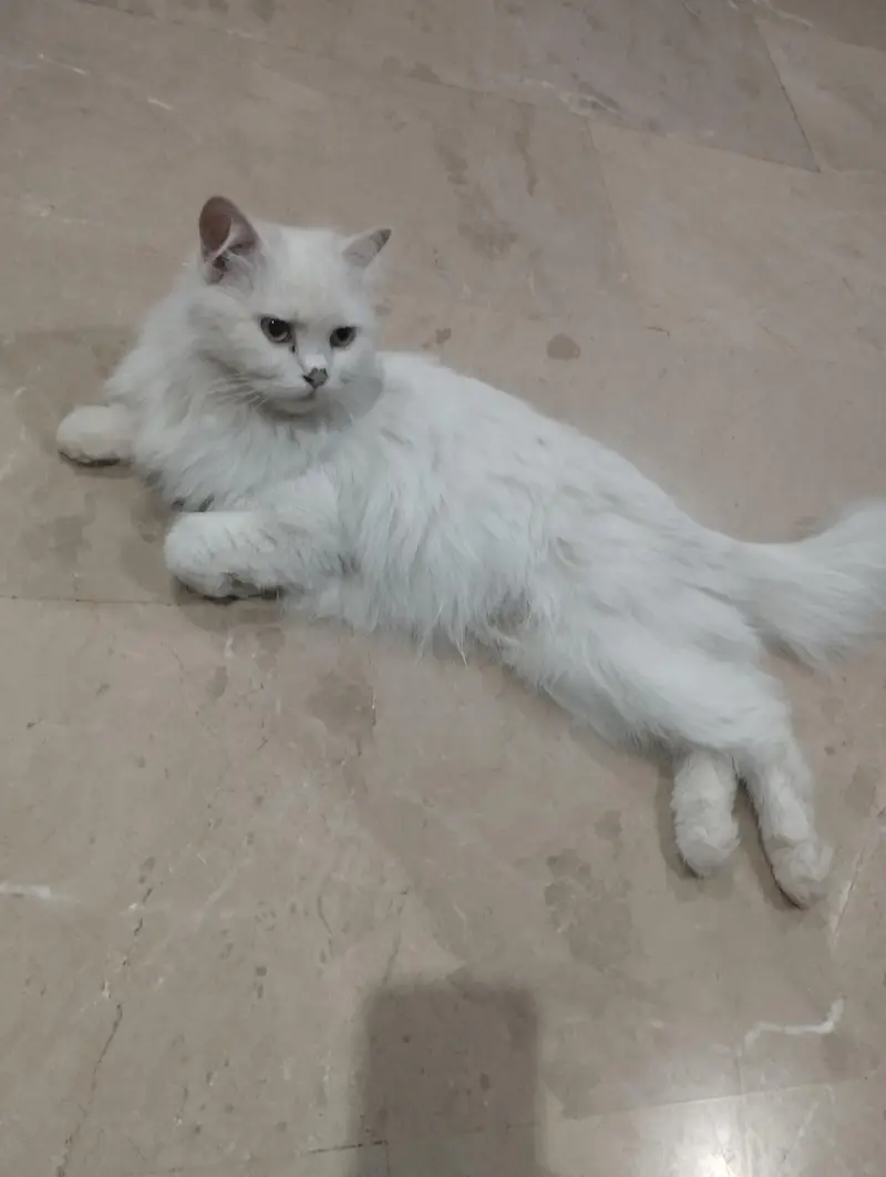 Persian Cat with two kittens Home delivery Available — photo 10