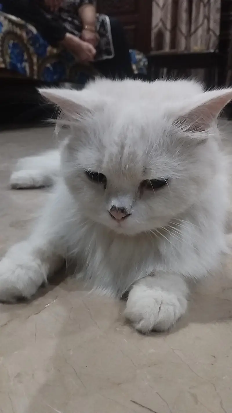 Persian Cat with two kittens Home delivery Available — photo 11
