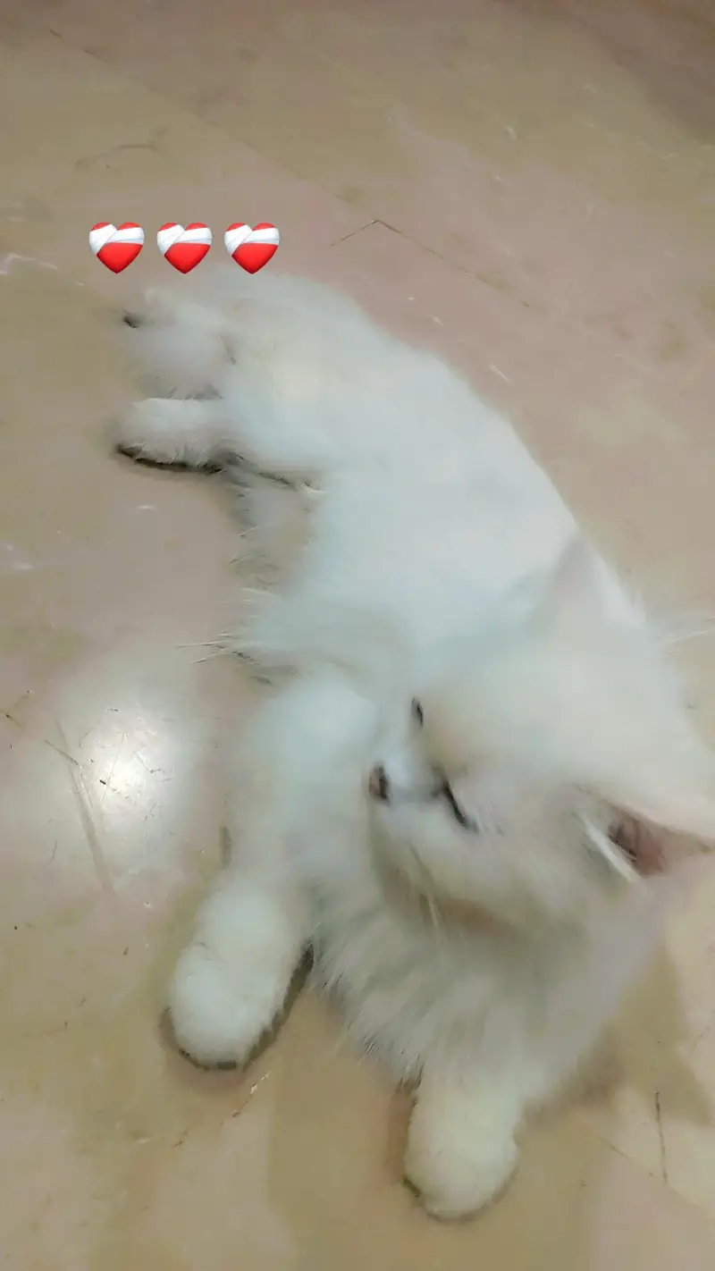 Persian Cat with two kittens Home delivery Available — photo 12
