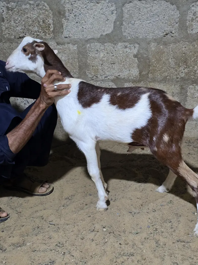 Commando munda ablack teddy male — photo 2