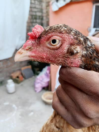 Aseel maadi gurrendted ha eggs ki bucho ki mere pass jagah na honay ki