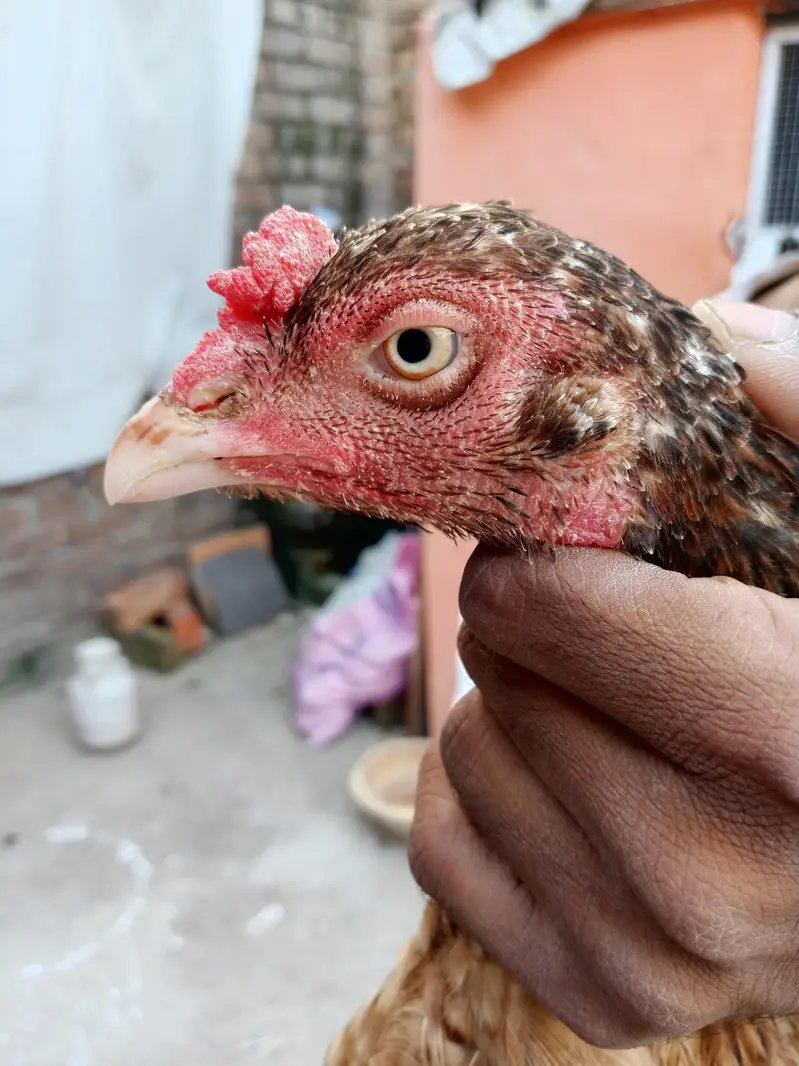 Aseel maadi gurrendted ha eggs ki bucho ki mere pass jagah na honay ki — photo 2