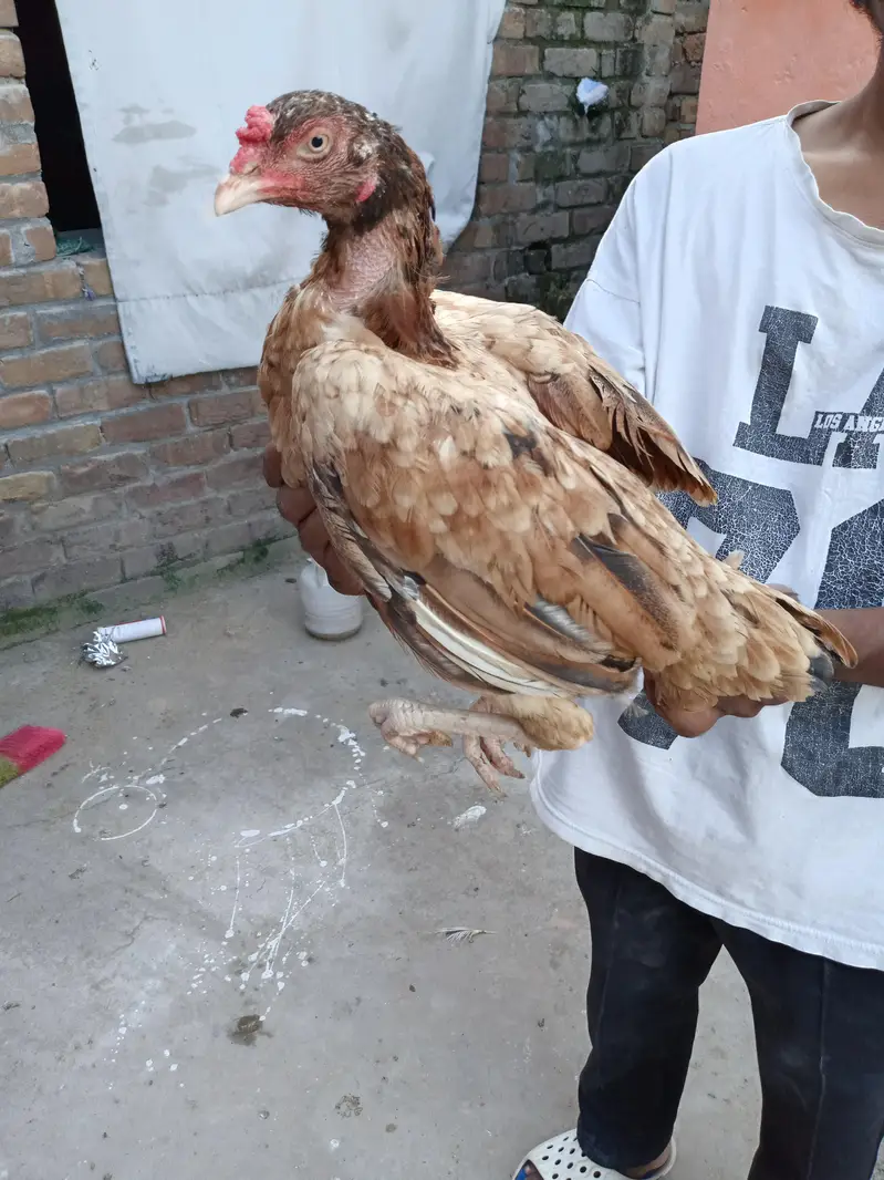 Aseel maadi gurrendted ha eggs ki bucho ki mere pass jagah na honay ki — photo 3