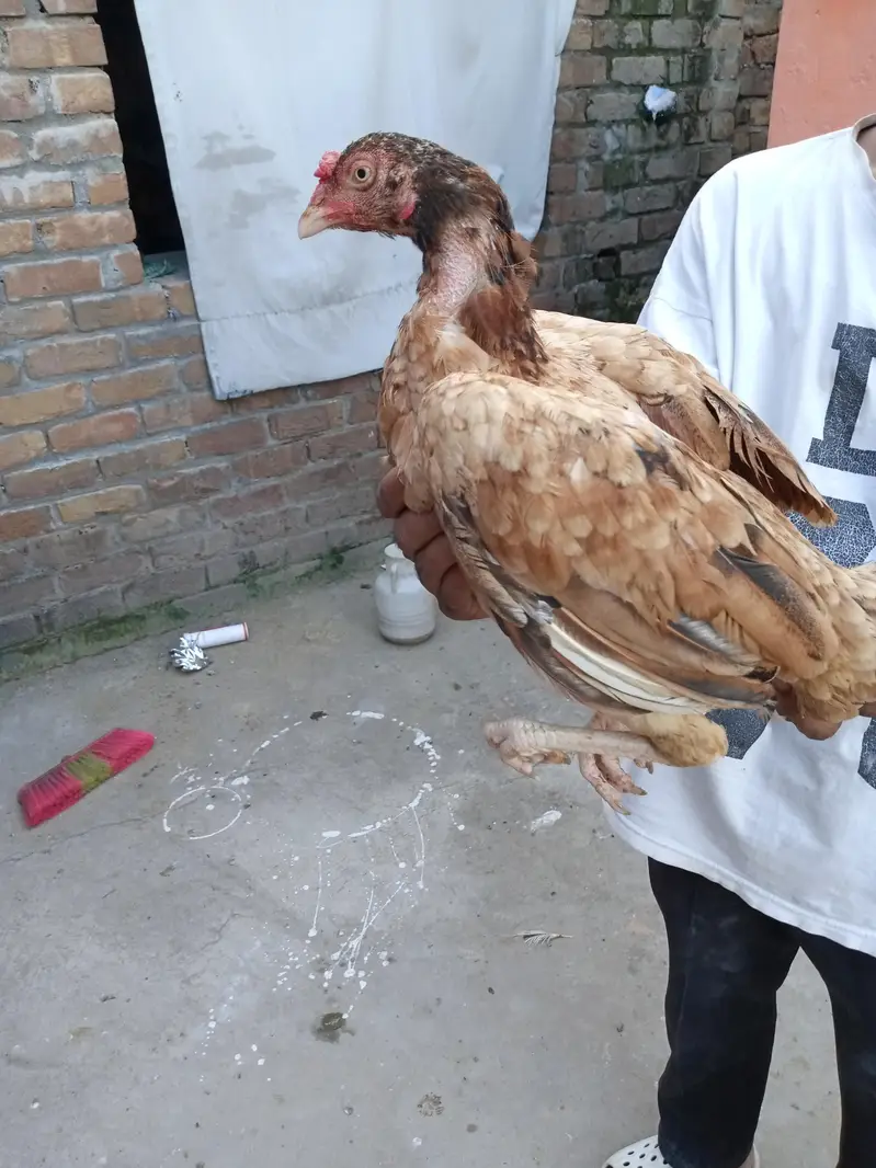 Aseel maadi gurrendted ha eggs ki bucho ki mere pass jagah na honay ki — photo 4