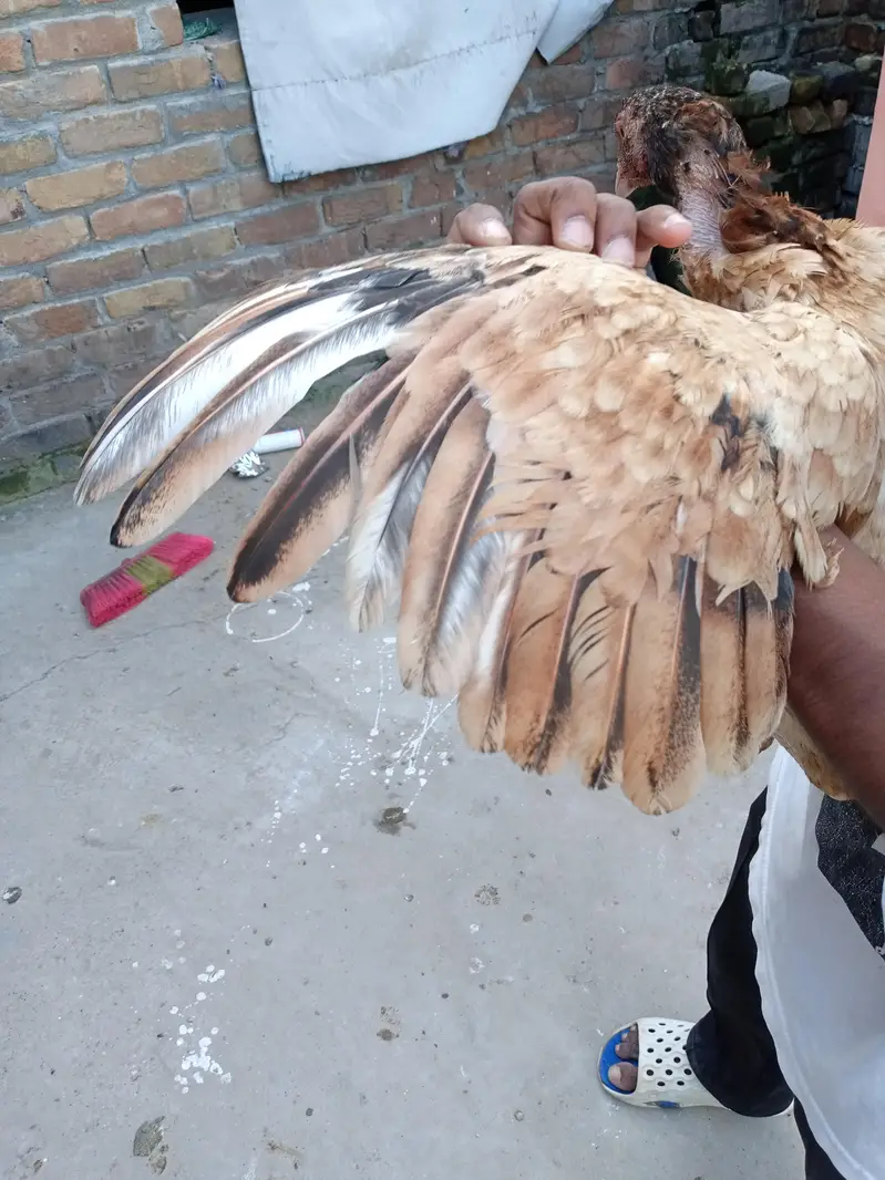 Aseel maadi gurrendted ha eggs ki bucho ki mere pass jagah na honay ki — photo 5