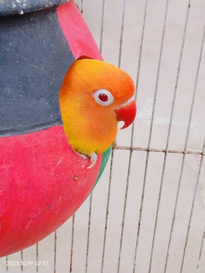 love bird latino