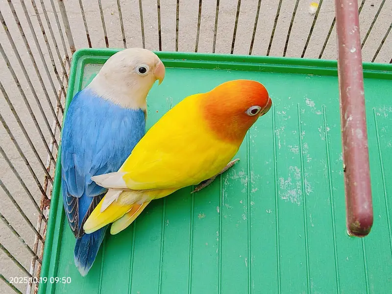 love bird latino — photo 2