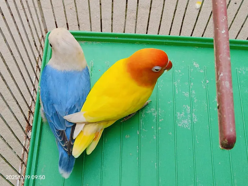 love bird latino — photo 4
