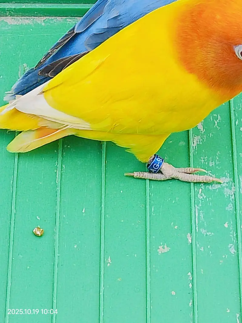 love bird latino — photo 5