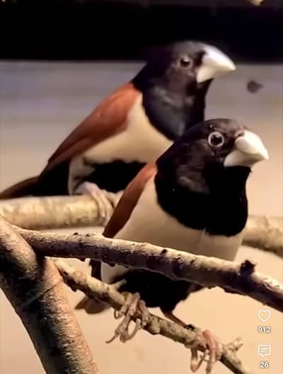 black head finch