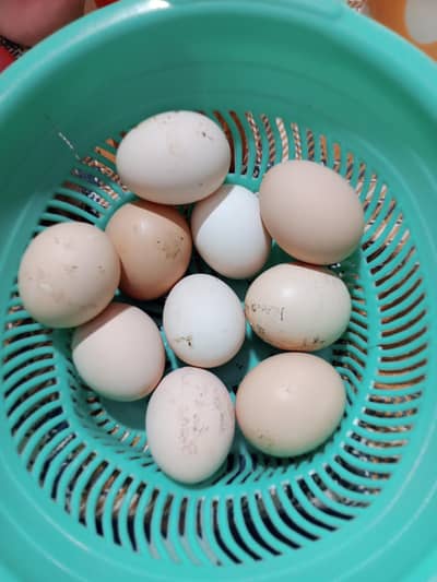 Desi Eggs Domestic Hens