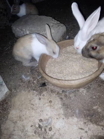 Rabbit  Bunnies