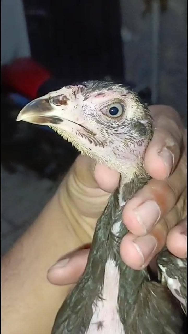 imported chick 1