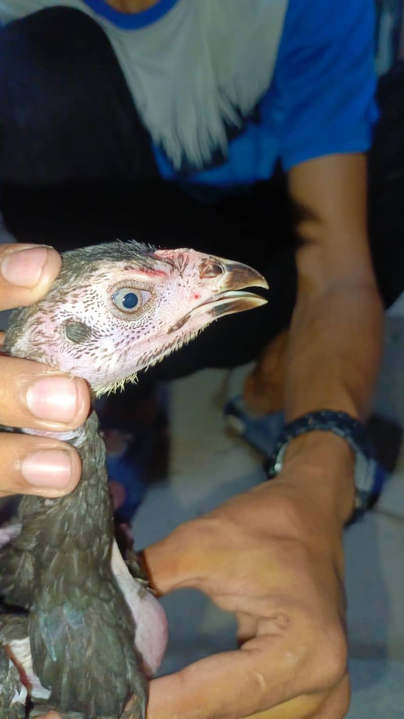 imported chick 2