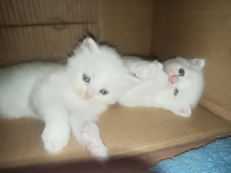 Persian kittens 0