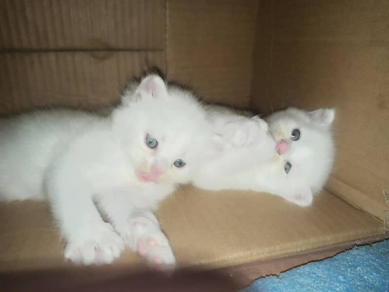 Persian kittens 1