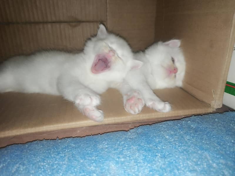Persian kittens 2