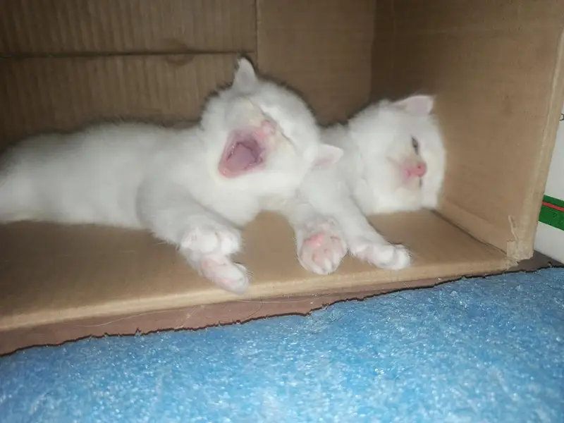 Persian kittens — photo 3