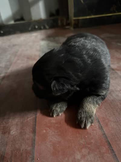 Pair with puppies