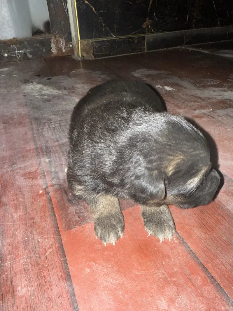 Pair with puppies — photo 3