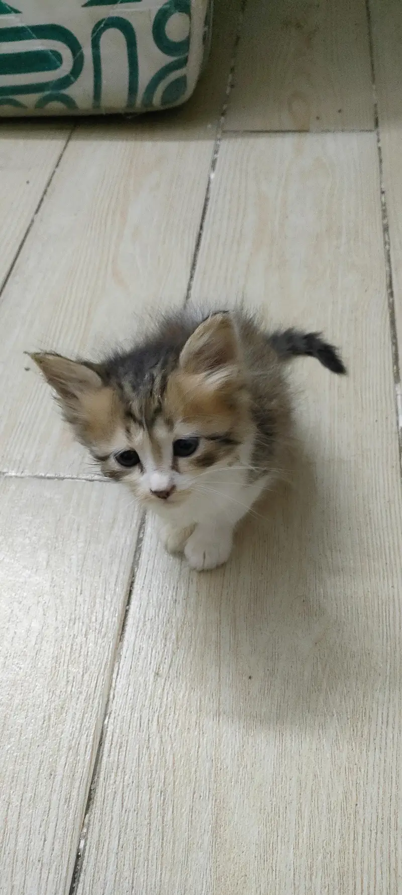 Kittens for adoption (only for cat lovers)