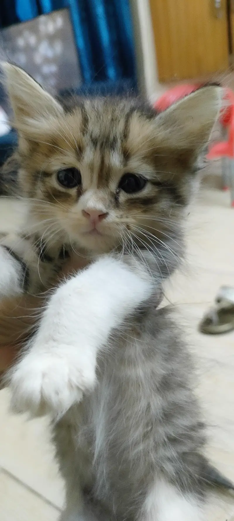 Kittens for adoption (only for cat lovers) — photo 2