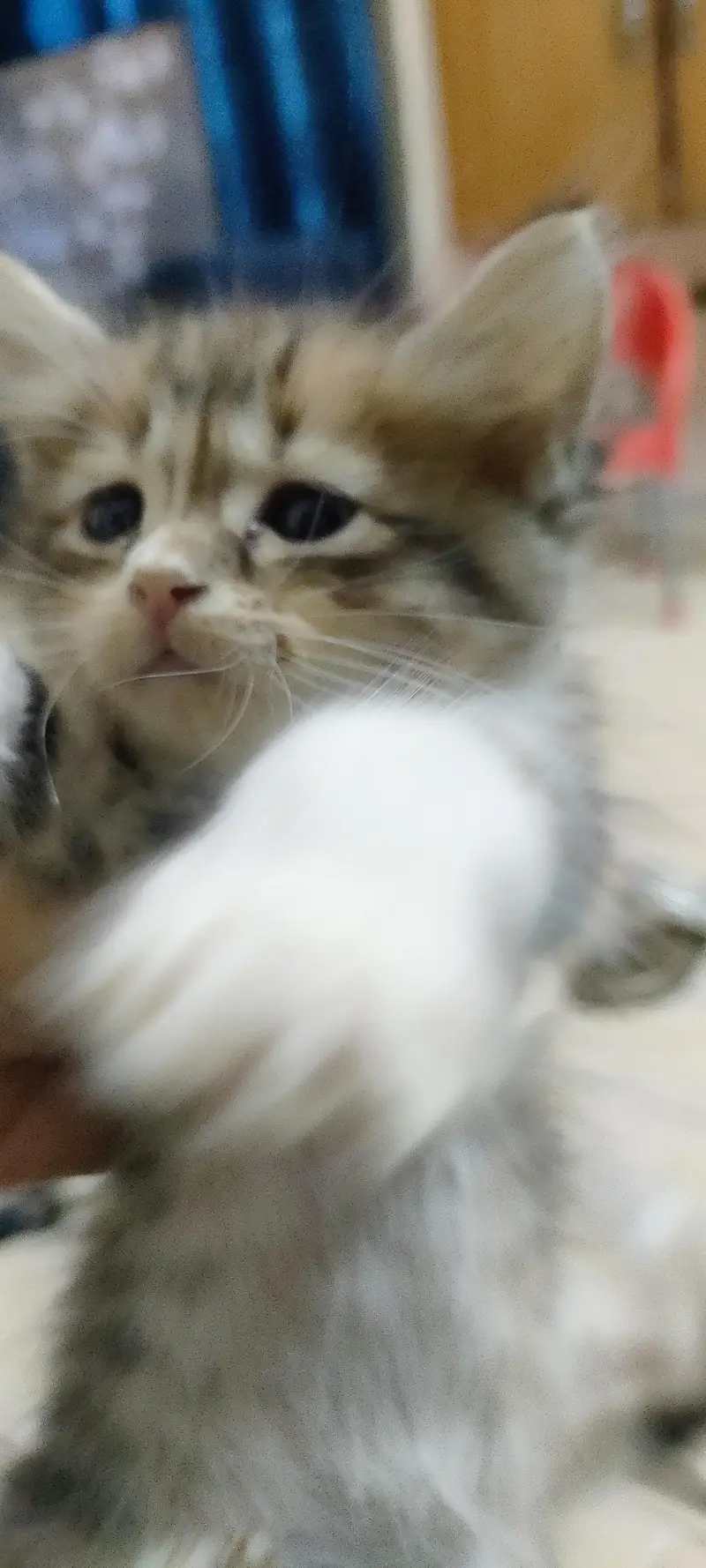 Kittens for adoption (only for cat lovers) — photo 3