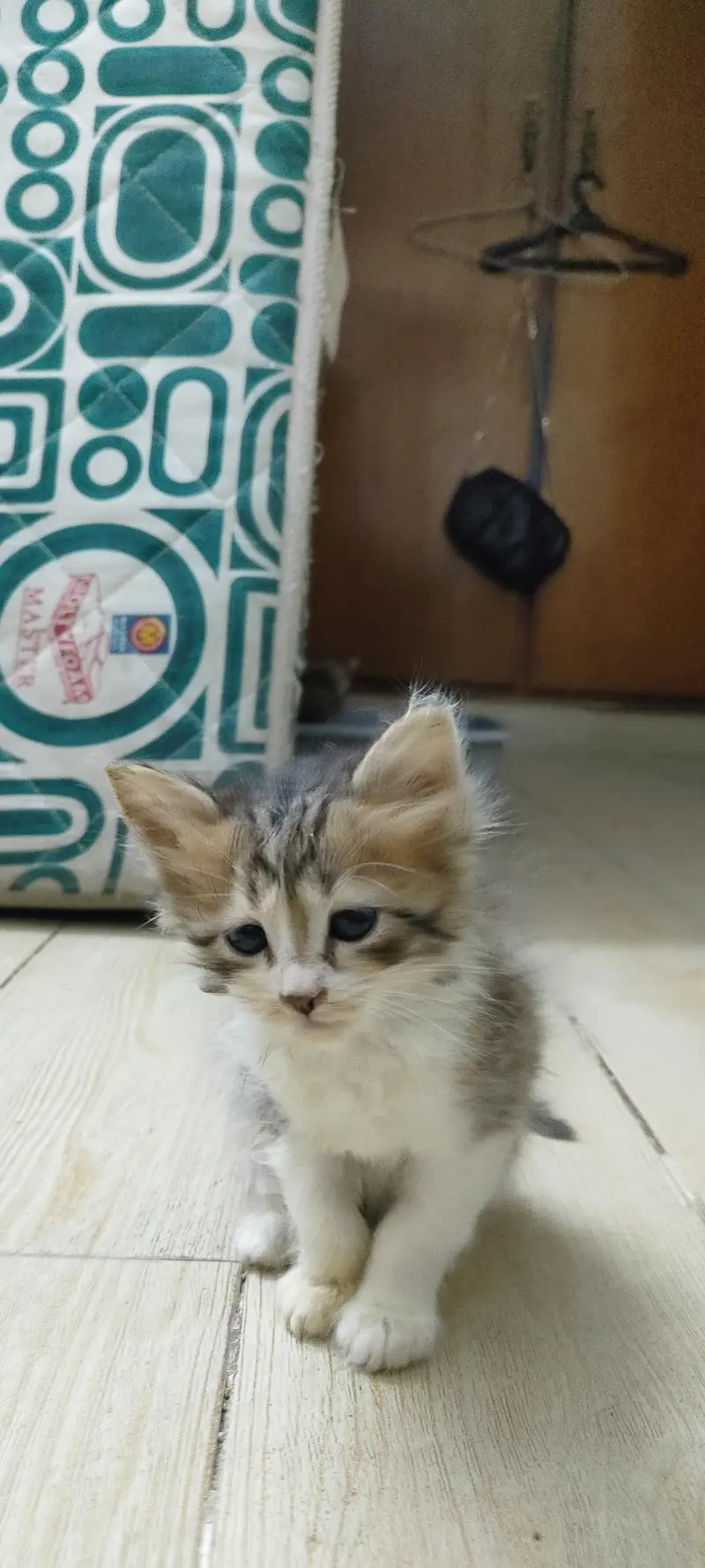 Kittens for adoption (only for cat lovers) — photo 4