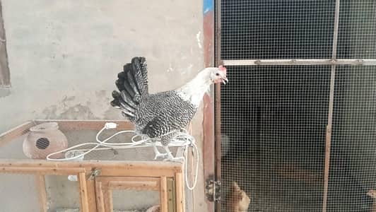 Egyptian Fayoumi – 6 Months | 6 Pullets + 5 Roosters