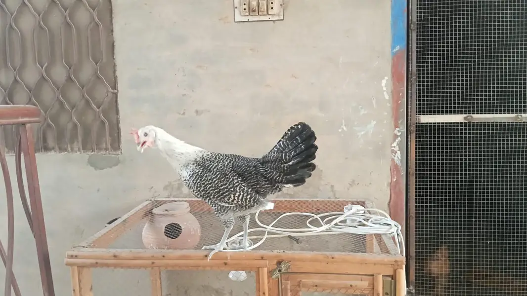 Egyptian Fayoumi – 6 Months | 6 Pullets + 5 Roosters — photo 2