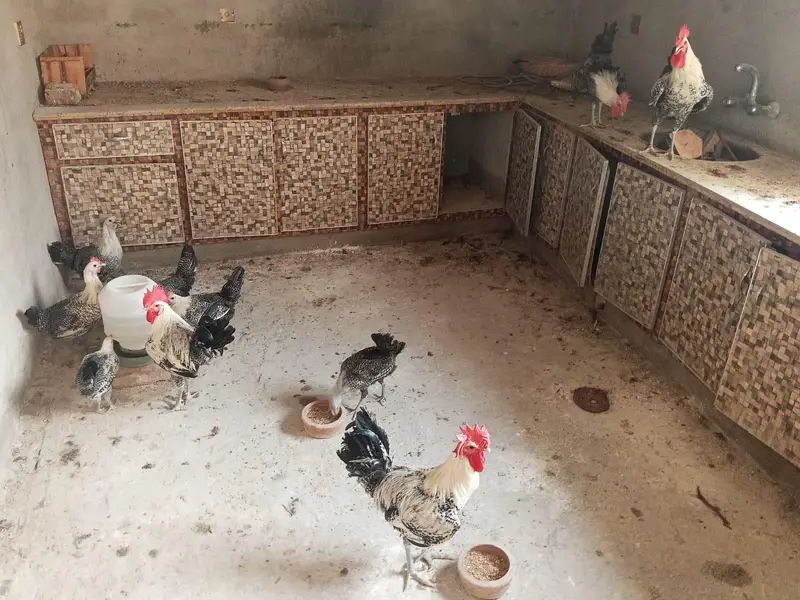 Egyptian Fayoumi – 6 Months | 6 Pullets + 5 Roosters — photo 3