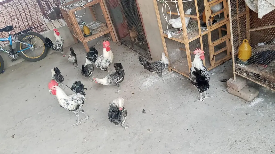 Egyptian Fayoumi – 6 Months | 6 Pullets + 5 Roosters — photo 4