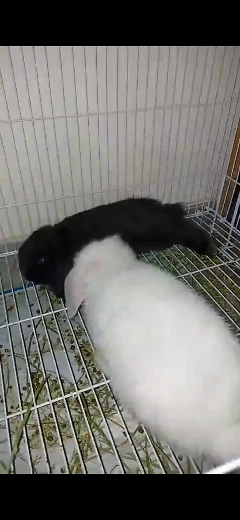  Holland Lop Rabbit Pair + Rabbit House | Complete Setup — photo 2