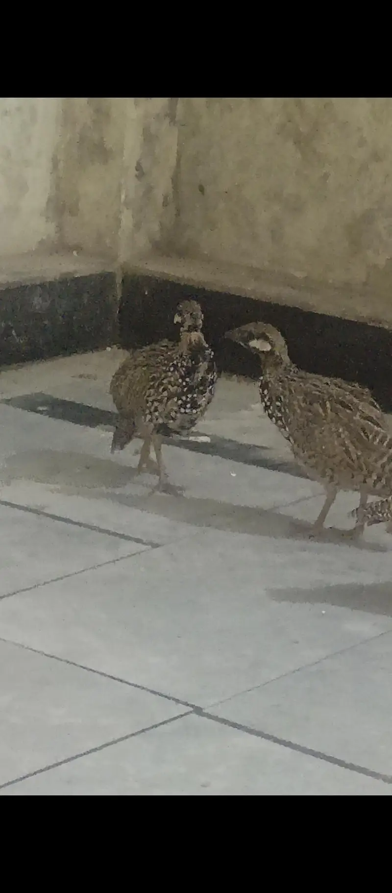 black teetar patthe available location Islamabad I 14 — photo 2