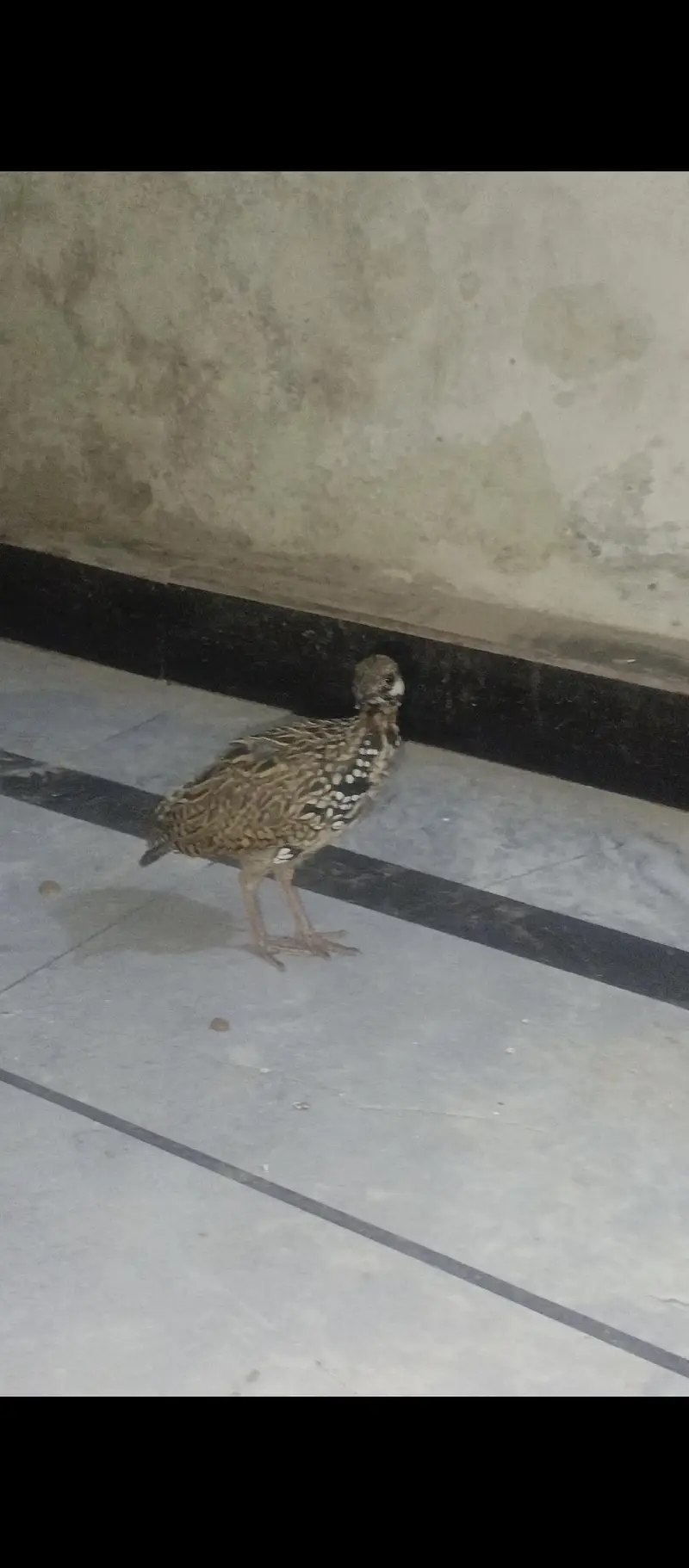 black teetar patthe available location Islamabad I 14 — photo 3