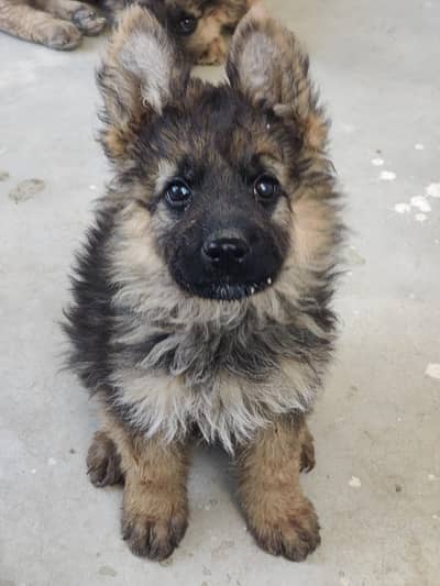 German shepherd puppy